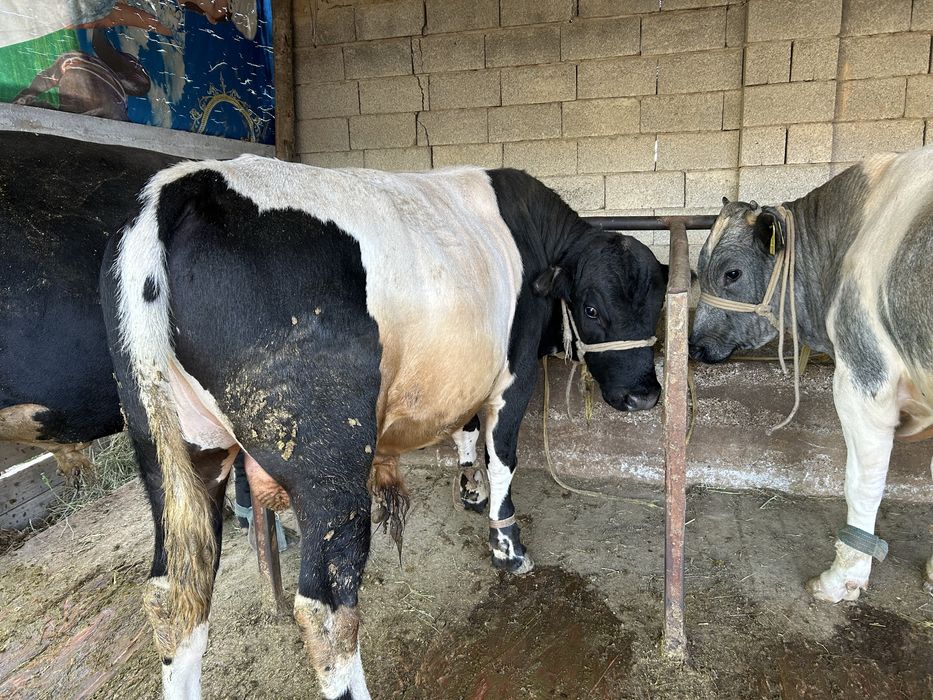 5 бас Семіз бұқалар бар