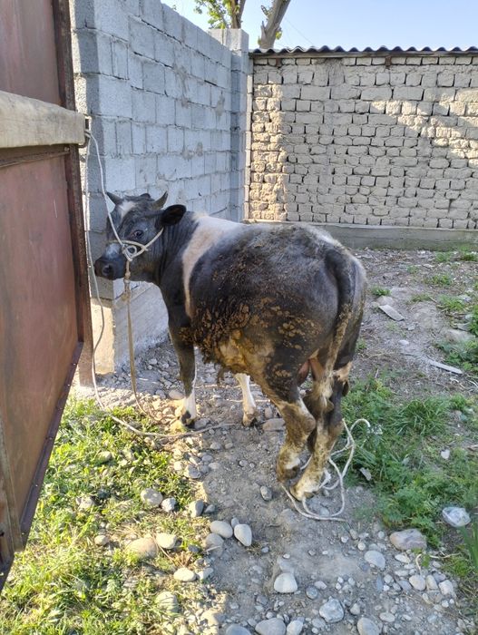 1 жастан асқан семіз Бұза сатылады!