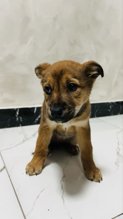 Щенок щенята щенки собака