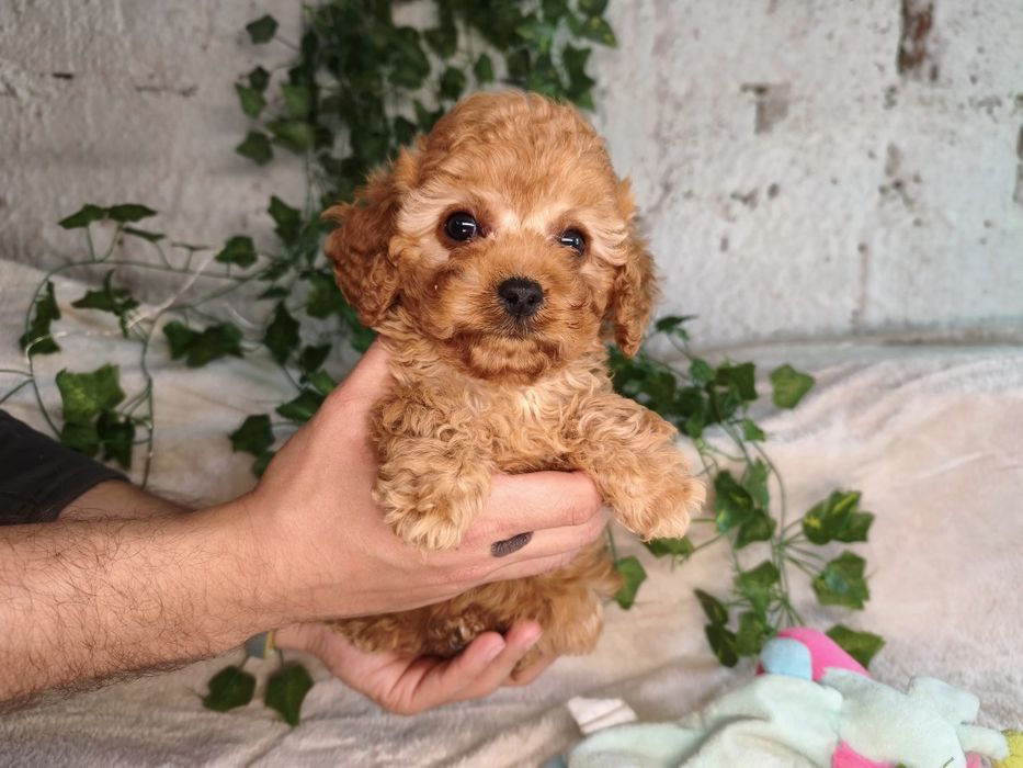 Vand fetita Cavapoo f1b