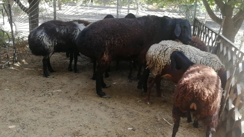 Катта кучкор насилликга буйи  1 метрдан баланд зоти тоза