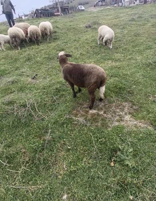 Продавам 3 овце и 2 големи ягнета 0876711445