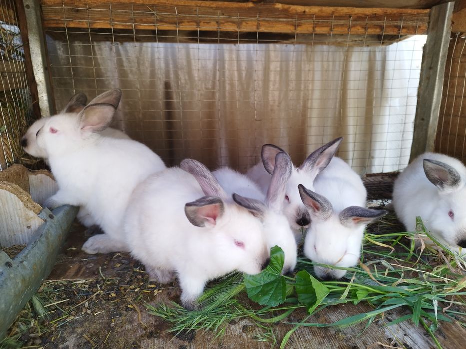 Крольчата калифорния 150.000 сум. Кролики. Куён Кролики