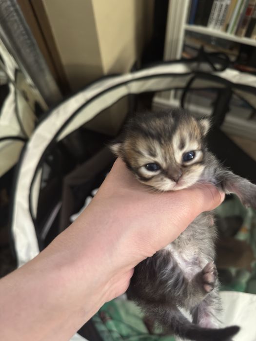 Британский котенок