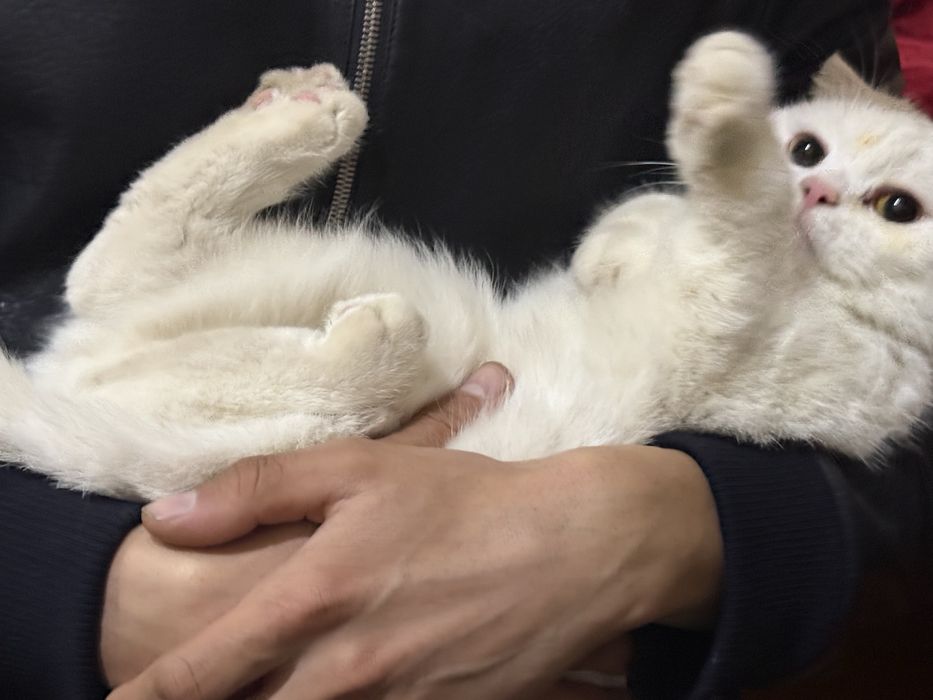 Shinshila zotli mushuk sotiladi