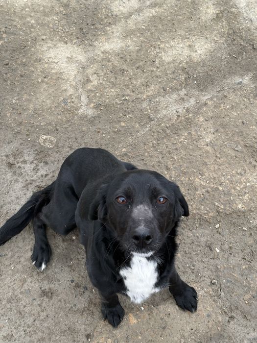 Отдам в добрые руки