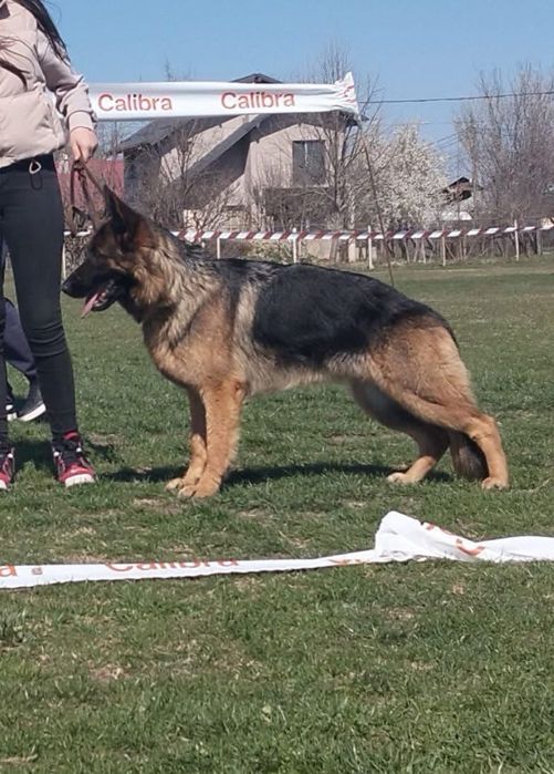 Femela ciobănesc german campioană cu pedigree linie de show testată