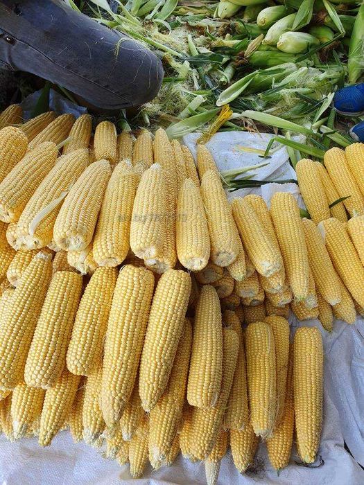 Царевица Кочан сорт Оверланд реколта Септември 2025г /замразена /