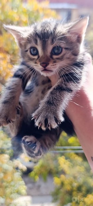Отдаём Котят бесплатно!