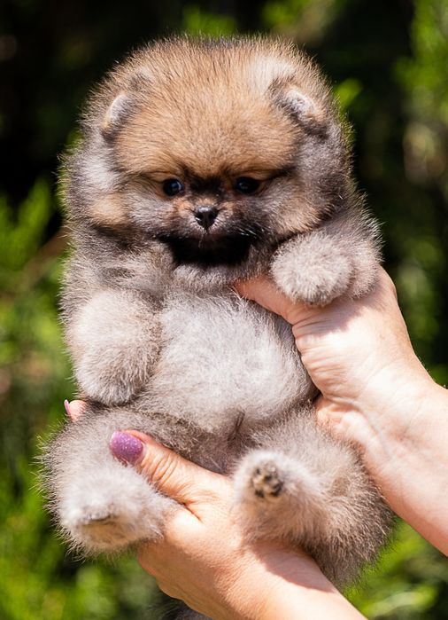 Щенки померанского шпица