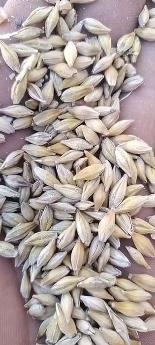 Арпа. Ячмень гост.