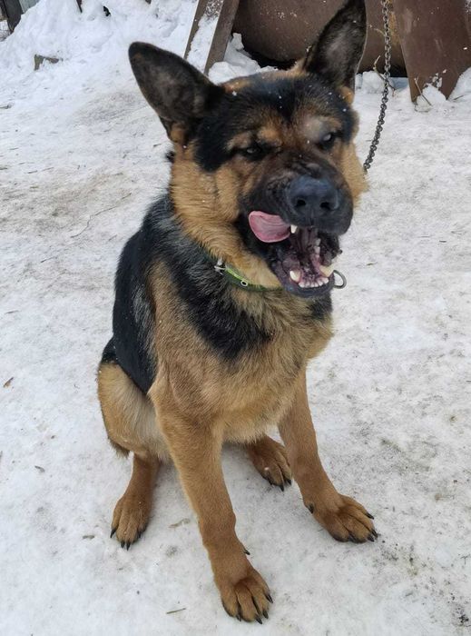 Пропала собака, немецкая овчарка. Помогите найти!