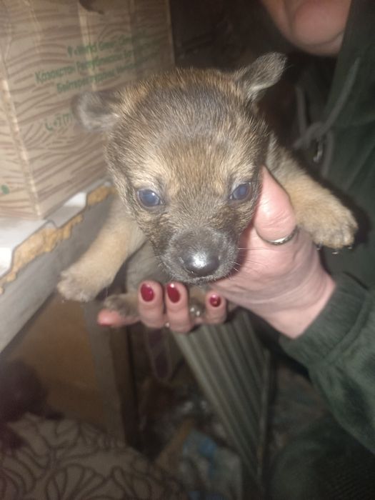 Отдам кутят в добрые руки