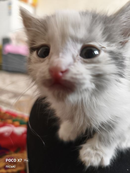 Мы ищем дом для очаровательных котят.