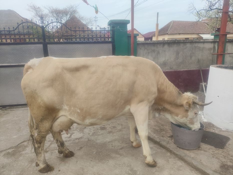 De vînzare vaca de 8 ani