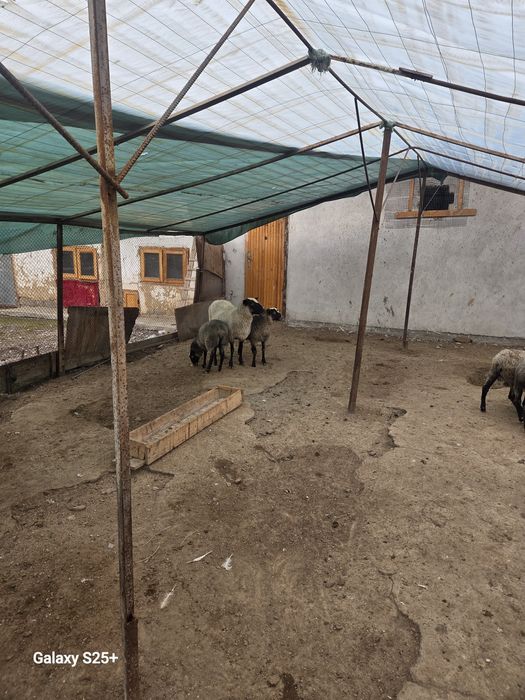 Романов койлари сотилади