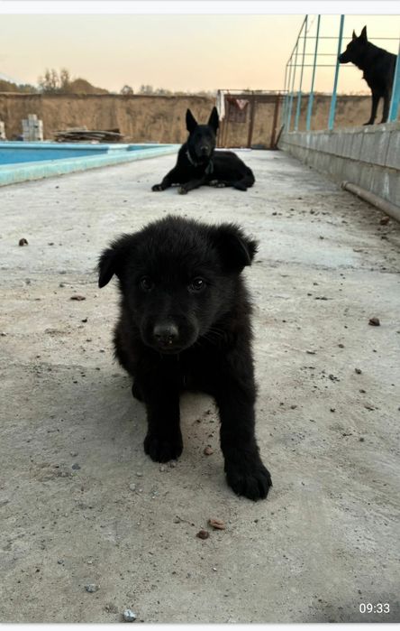 Авчарка кушіктері сатылады.