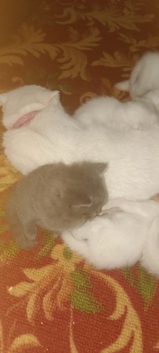 Отдадим в хорошие руки