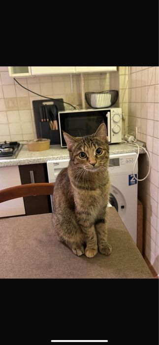 Кошечка Катч бесплатно