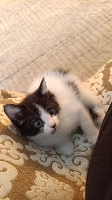 Отдам котенка 1 месяц