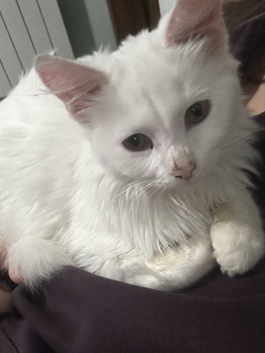 Подарявам котенце