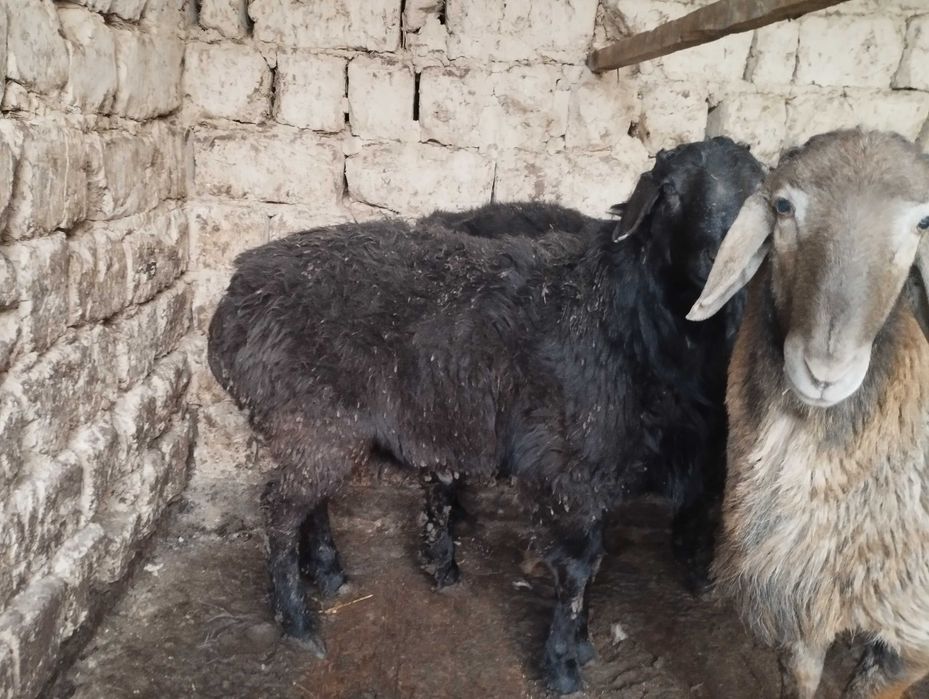Halol boqilgan qoʻchqorlar sotiladi