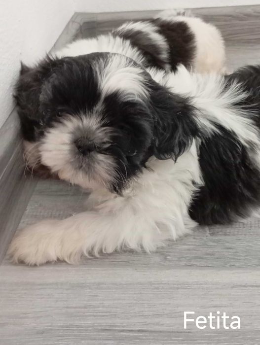 catelusa rasa shih tzu