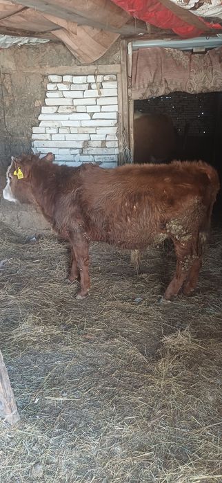 Тай бұқа сатылады 330