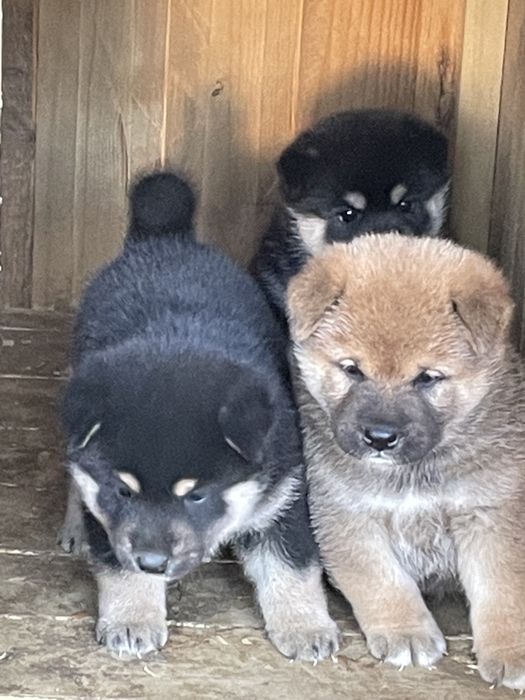 продаю щенков сибы японской