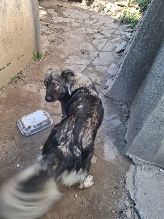 Подарявам  куче.