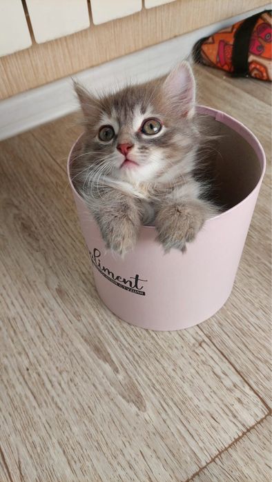 Котята девочки в добрые руки