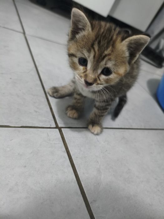 Отдам очаровательных котятокк