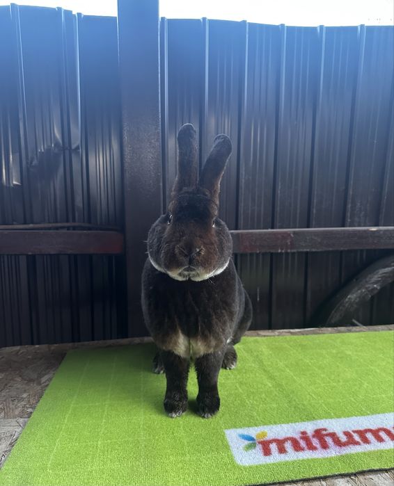 Vand urgent mascul rex castor