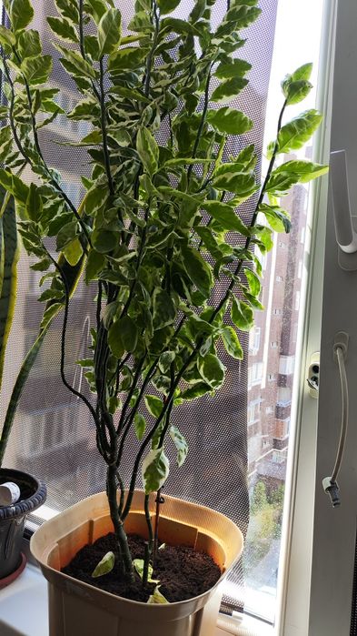 Фикус Бенджамина