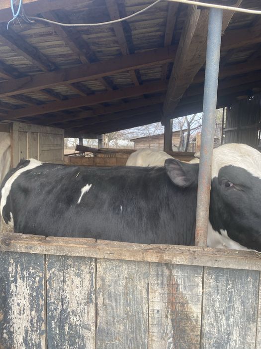 Vand doi taurasi de sacrificare am si transport la intelegere !