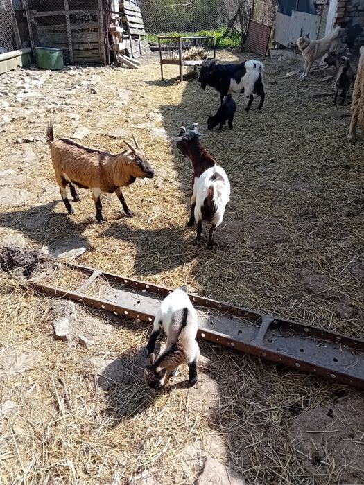 Мини декоративни козички