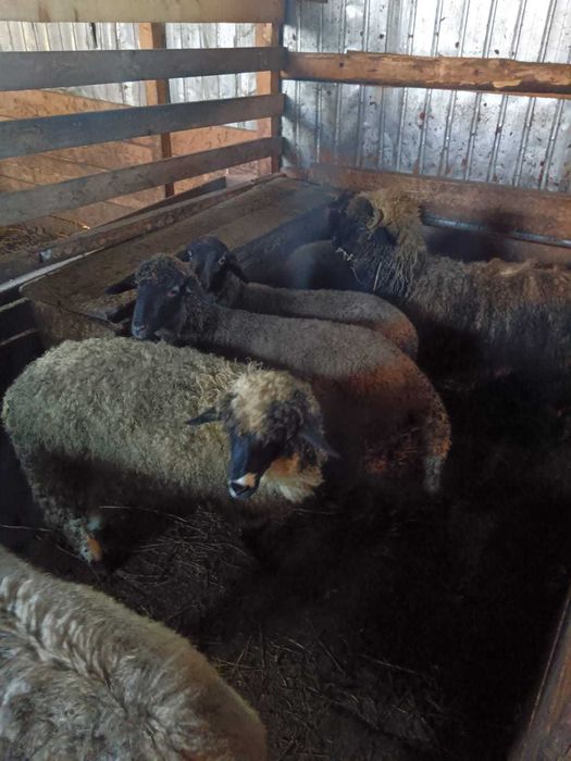 Miei intarcati 30 55kg