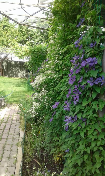 Клематис  Жакмана