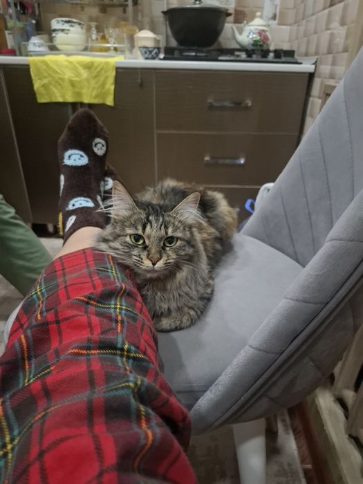 Отдам  бесплатно кошку