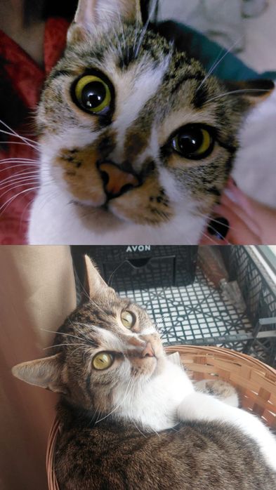 Котята, кошка в добрые руки