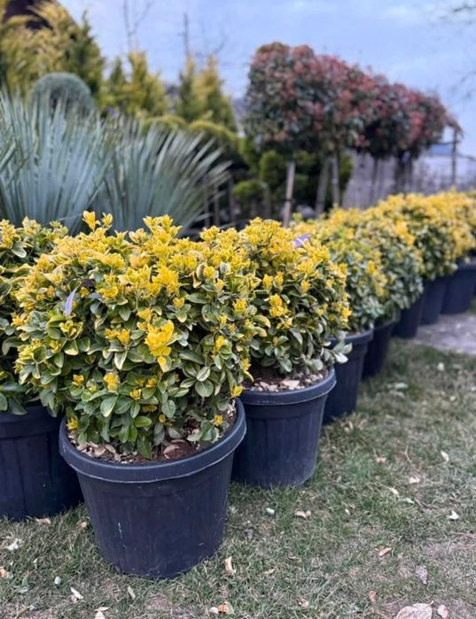 Amenajare curte cu gazon rulou | Livrăm și montăm rapid