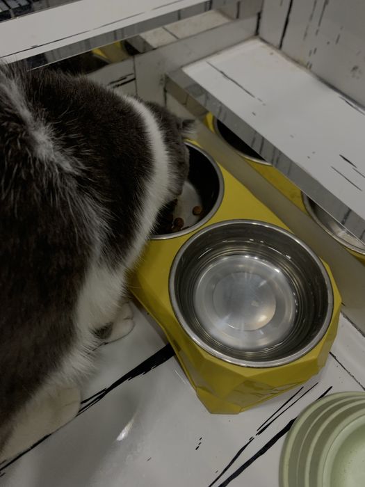 Британский кошка