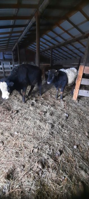 Продам с откорма! Кенжеколь