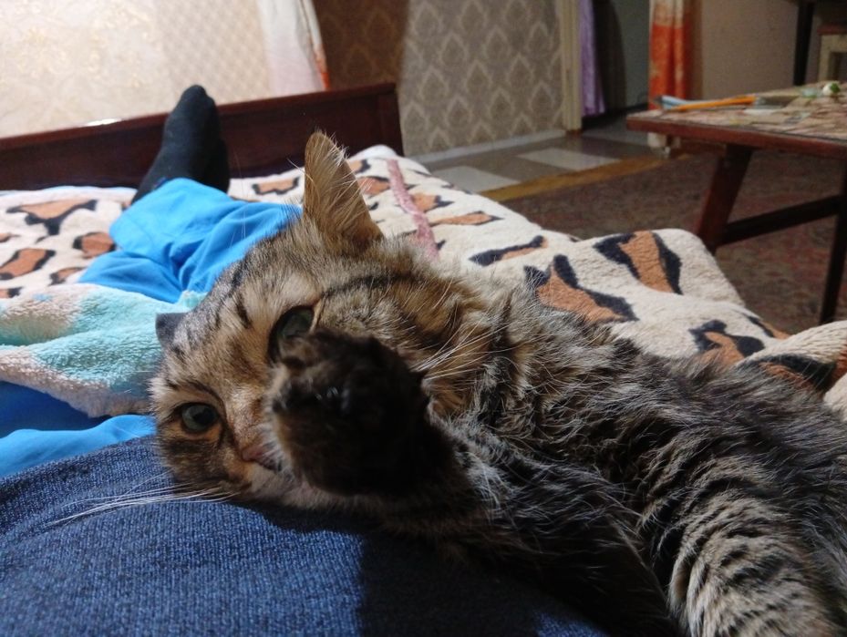 Адам ката хорошие руки