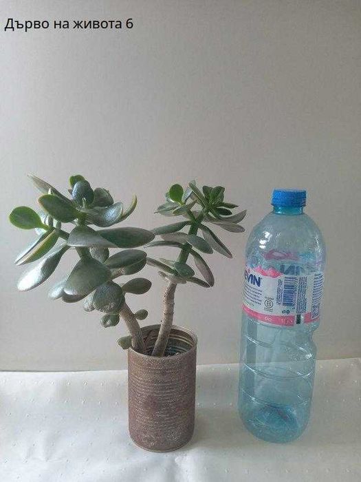 Дърво на живота 20 лв.