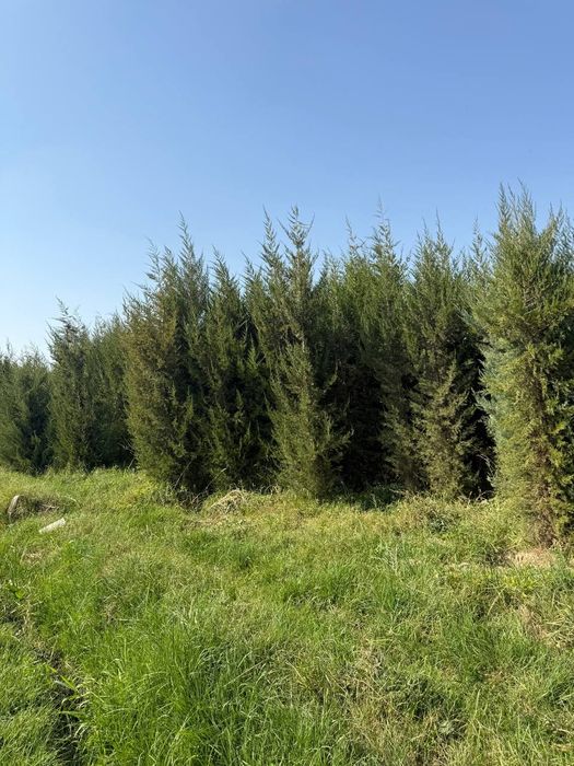 Majjivelnik har xil razmerda