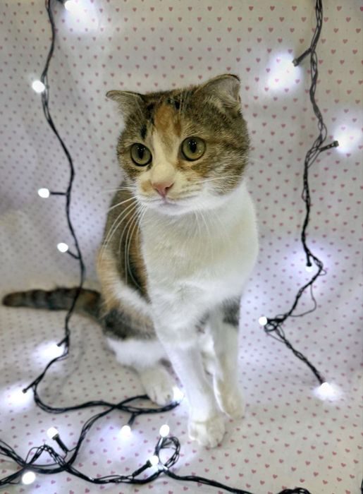 Кошечка ищет любищую семью