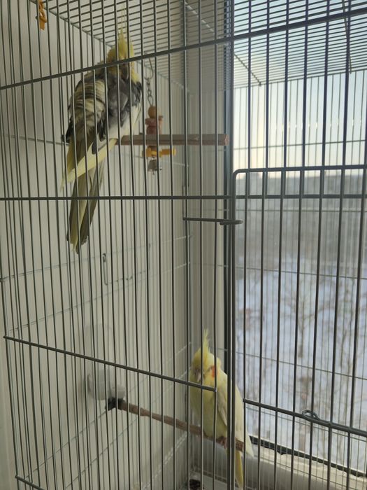 Продам прекрасных попугаев корелл