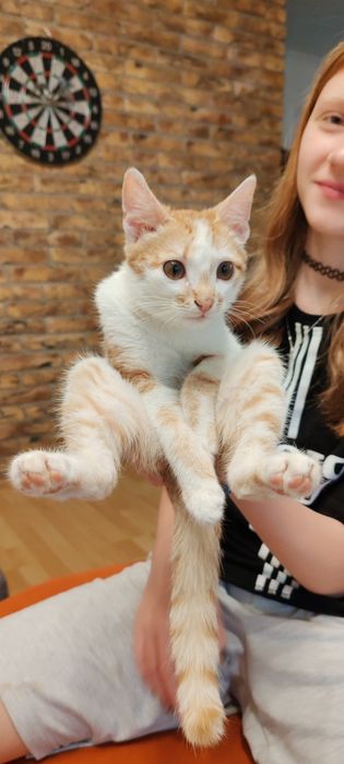 Котенок, девочка