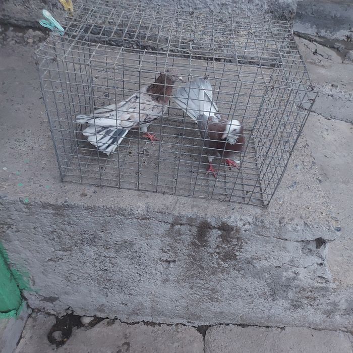 Челкари шыракахвосты 16 17хвост